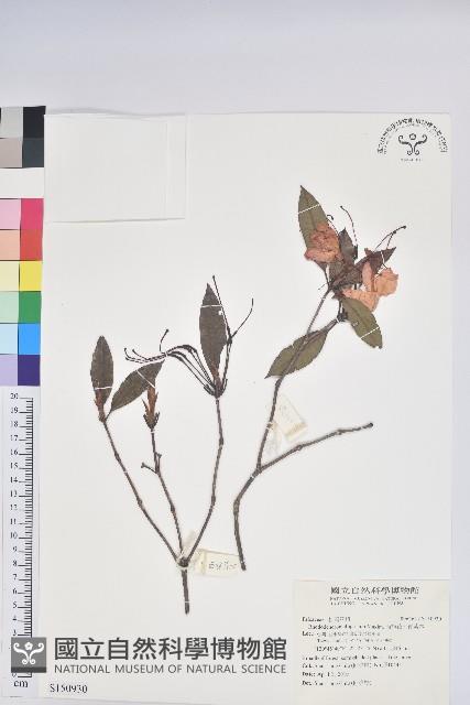 西施花、青紫木藏品圖，第1張