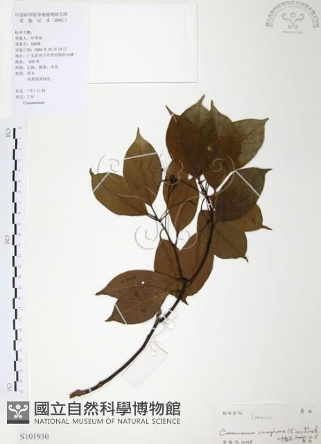 樟樹藏品圖，第1張