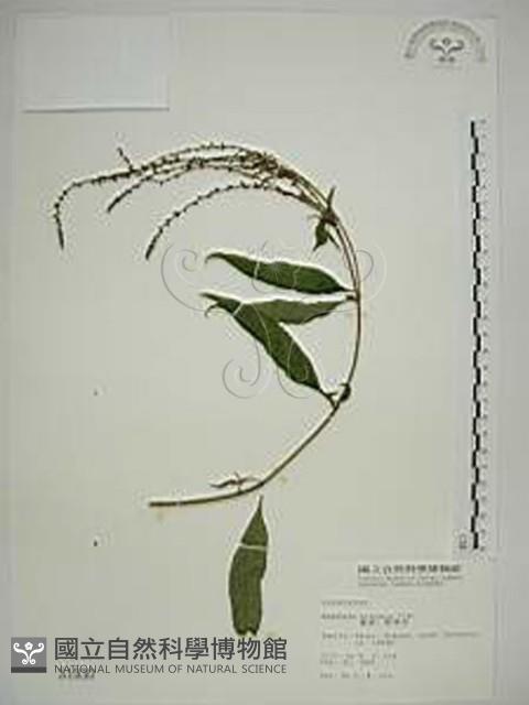 揚波、白埔姜、駁骨丹藏品圖，第1張