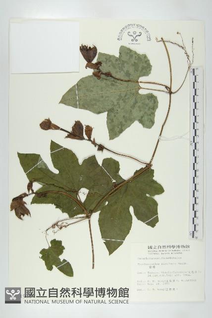 括樓藏品圖，第1張