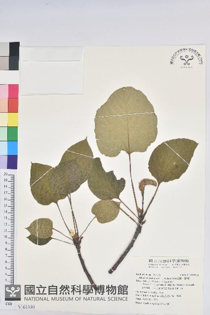 廣東油桐、皺桐藏品圖，第1張