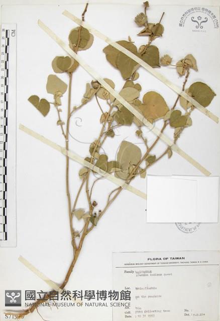 冬葵子藏品圖，第1張