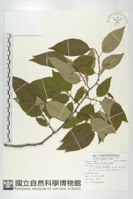 山柿, 山豆柿藏品圖，第1張