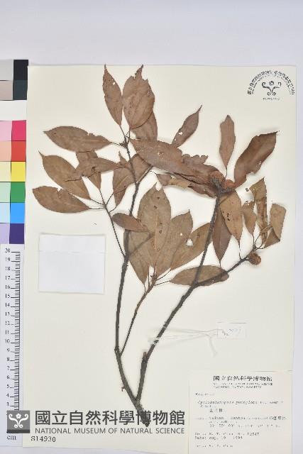 捲斗櫟藏品圖，第1張