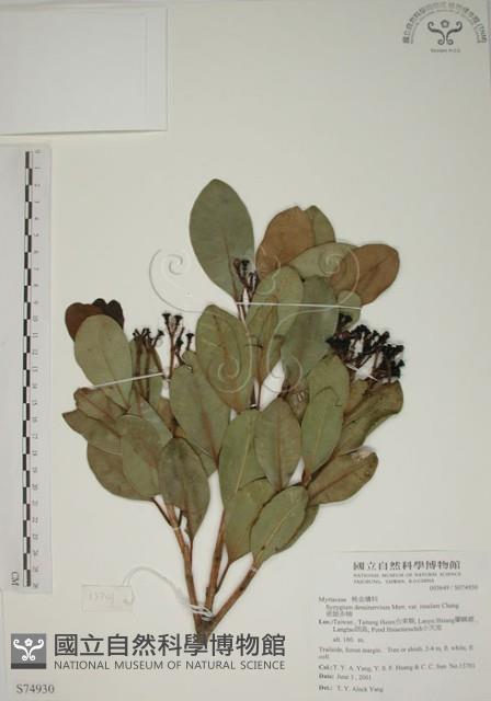 密脈赤楠藏品圖，第1張