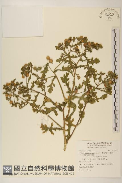 線球菊、田基黃藏品圖，第1張