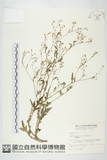銀膠菊藏品圖，第1張