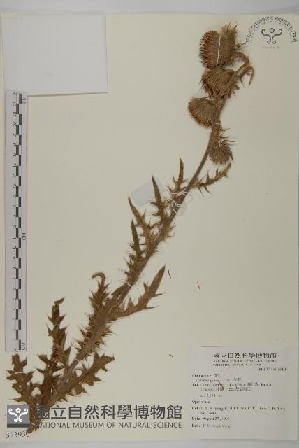 灰薊藏品圖，第1張