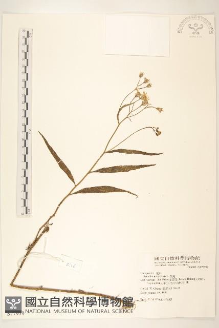 黃菀藏品圖，第1張