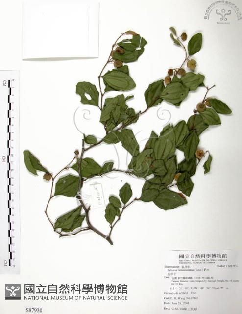 馬甲子藏品圖，第1張