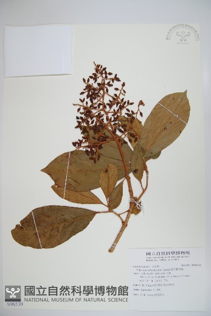 著生珊瑚樹藏品圖，第1張