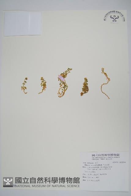 安旱草藏品圖，第1張