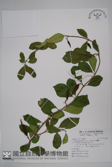 武靴藤藏品圖，第1張