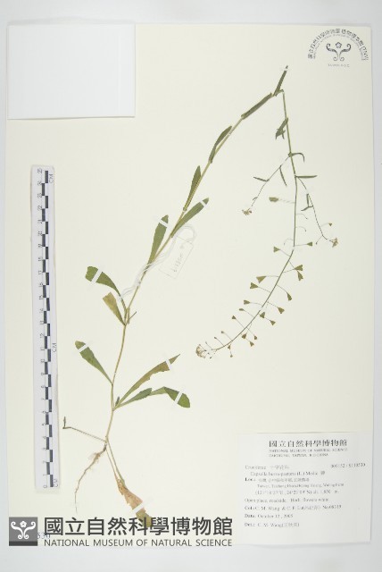 薺藏品圖，第1張
