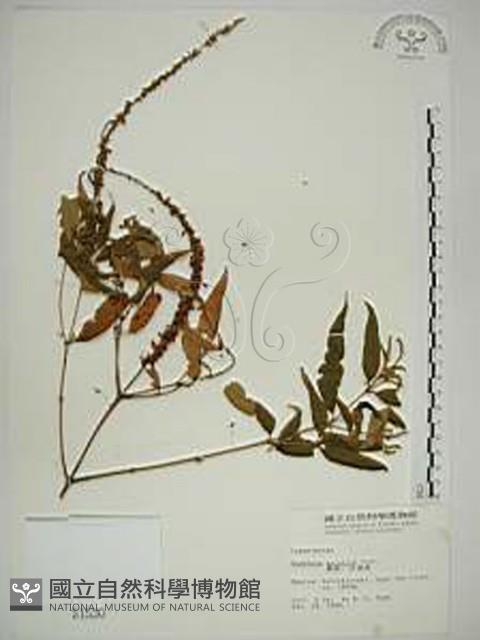 揚波、白埔姜、駁骨丹藏品圖，第1張