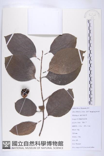 油柿藏品圖，第1張