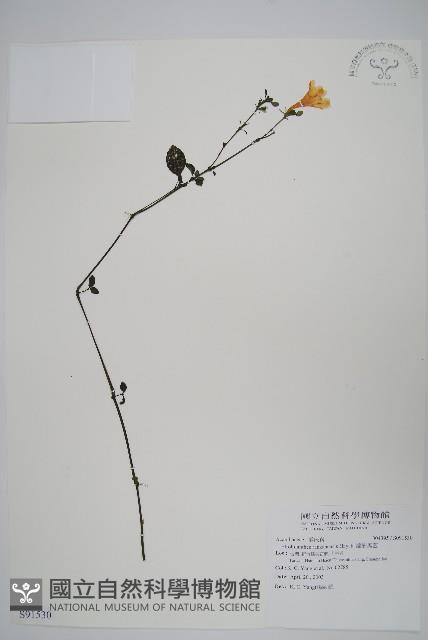 蘭嵌馬藍藏品圖，第1張