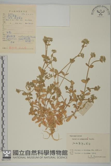 球序卷耳藏品圖，第1張