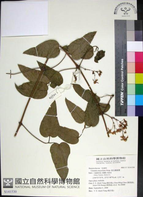 麥氏鐵線蓮藏品圖，第1張