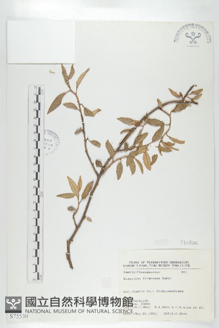 臺灣胡頹子藏品圖，第1張