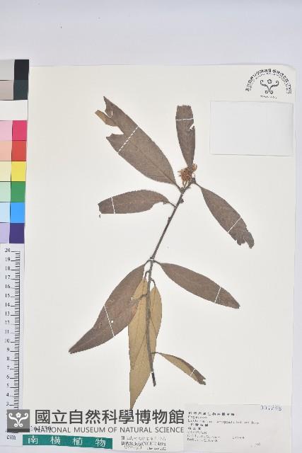Amygdalate-leaved Tanoak Collection Image