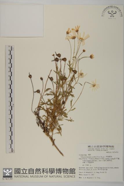 瑪格麗菊藏品圖，第1張