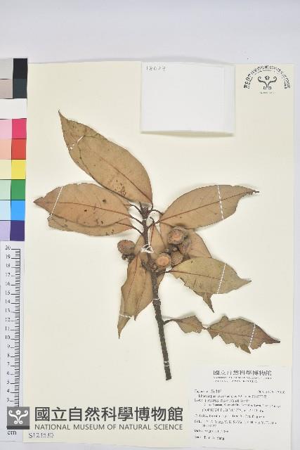 白穗石櫟藏品圖，第1張