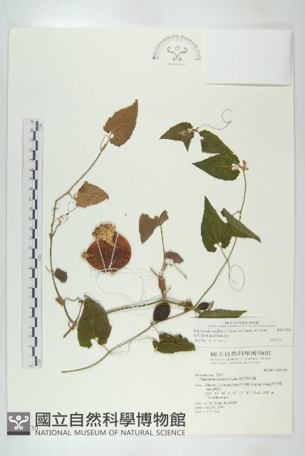 青牛膽藏品圖，第1張