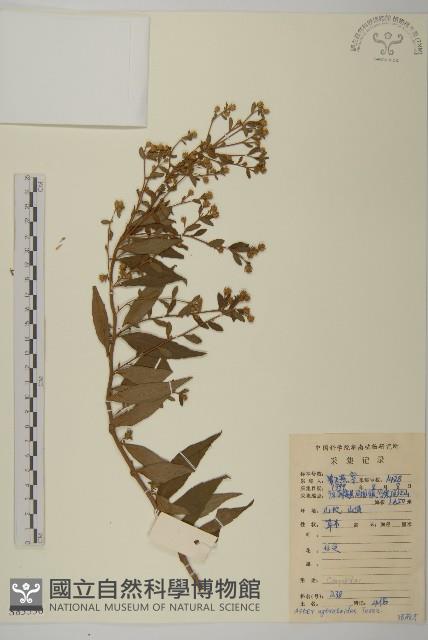 山白蘭藏品圖，第1張