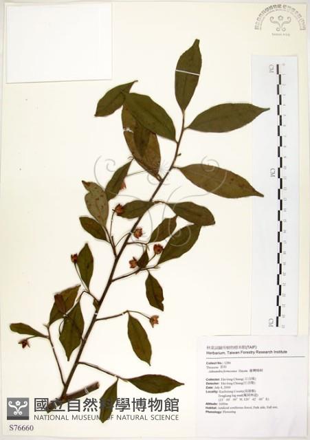 台灣楊桐藏品圖，第1張