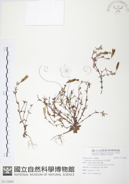 玉山龍膽藏品圖，第1張