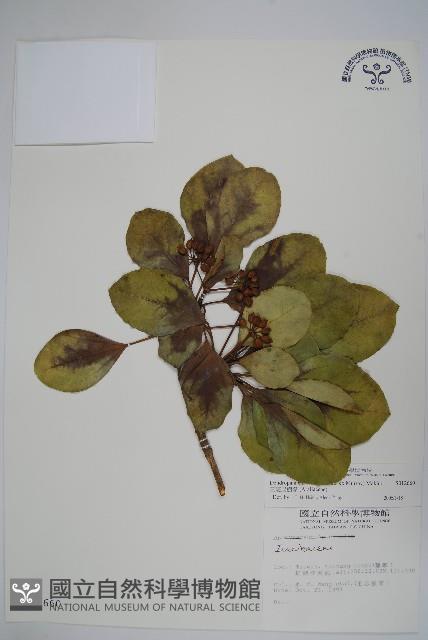 三菱果樹參藏品圖，第1張