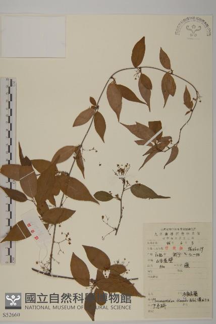 永瓣藤藏品圖，第1張