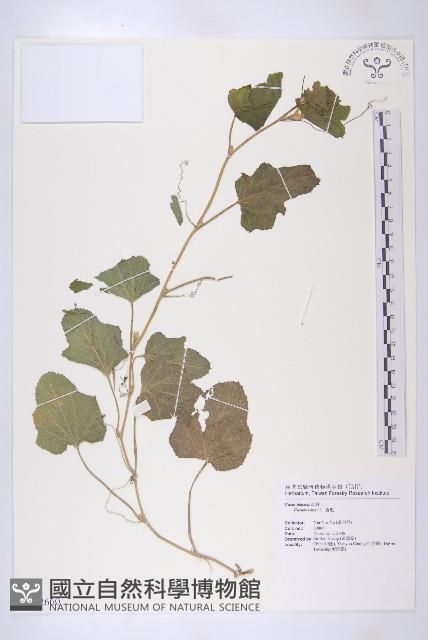 香瓜、甜瓜、黃瓜仔藏品圖，第1張