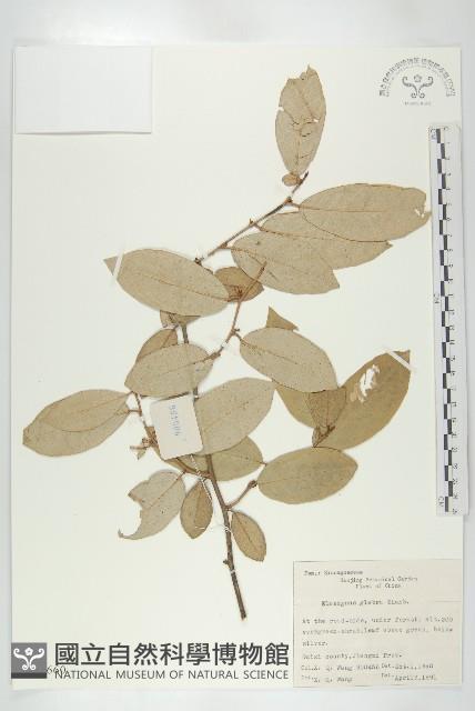 藤胡頹子藏品圖，第1張