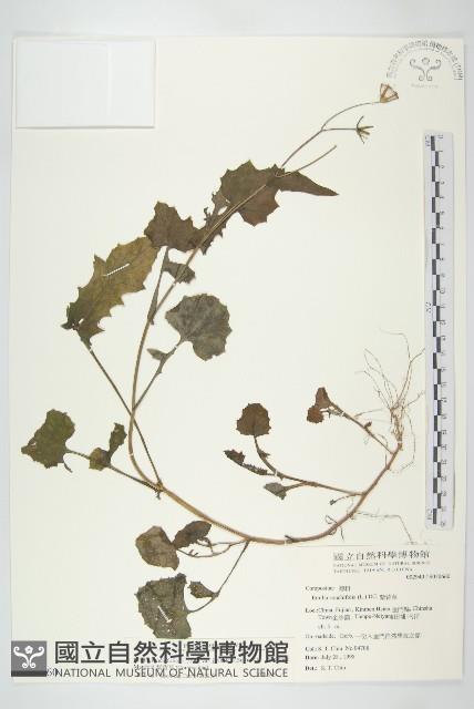 紫背草藏品圖，第1張