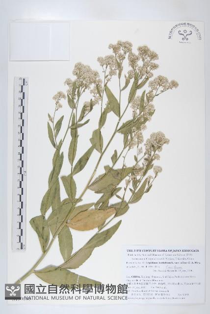 光果寬葉獨行菜藏品圖，第1張