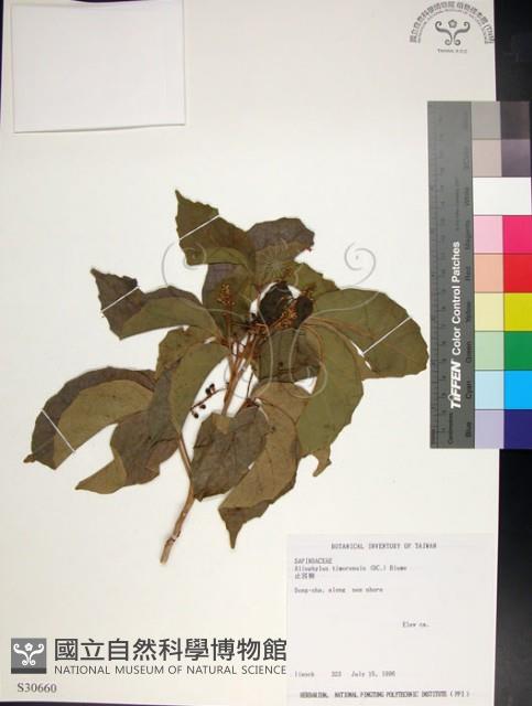 止宮樹藏品圖，第1張