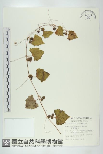 臺灣馬交兒藏品圖，第1張