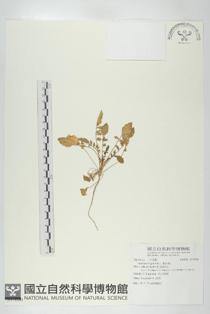 獨行菜藏品圖，第1張