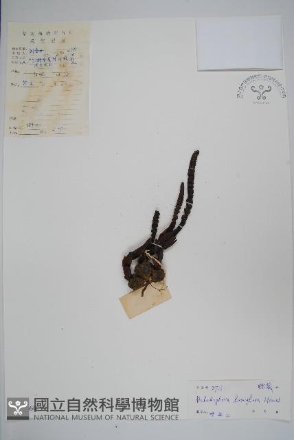 穗花蛇菰藏品圖，第1張