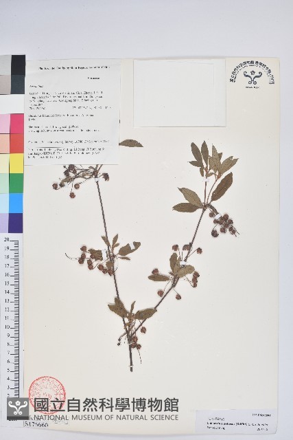 毛葉吊鐘花藏品圖，第1張