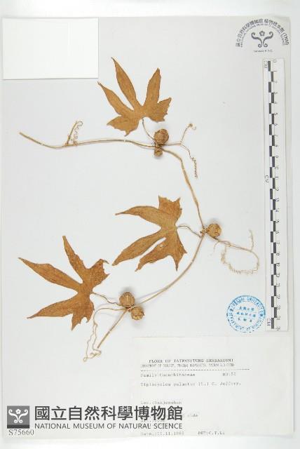 雙輪瓜藏品圖，第1張