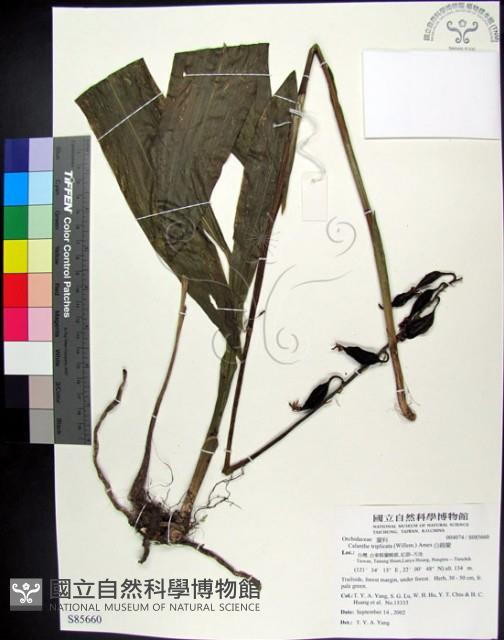 白鶴蘭藏品圖，第1張