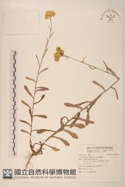 鼠麴草藏品圖，第1張