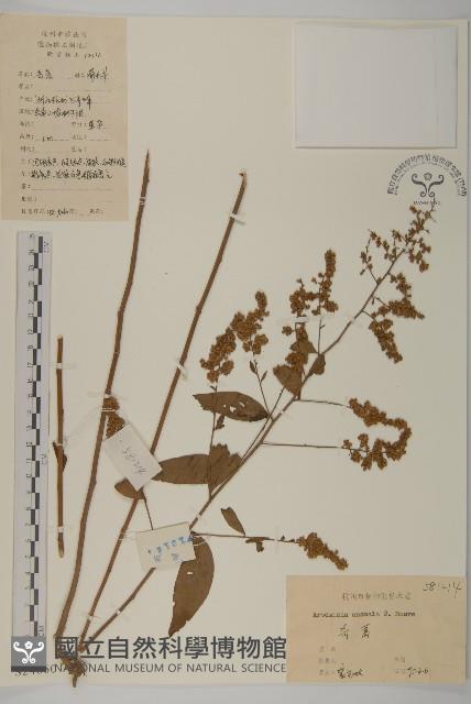 珍珠蒿、奇蒿藏品圖，第1張