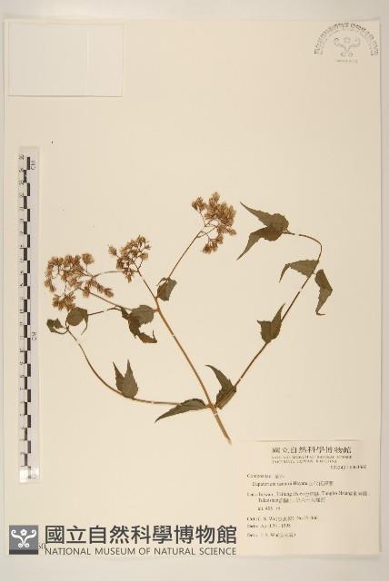 田代氏澤蘭藏品圖，第1張