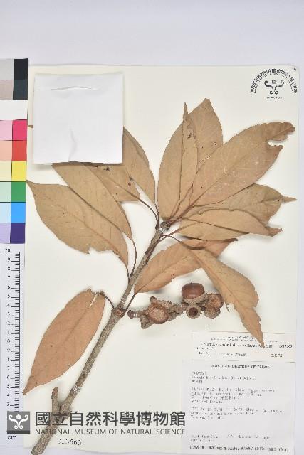 大葉石櫟藏品圖，第1張