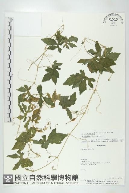 苦瓜藏品圖，第1張