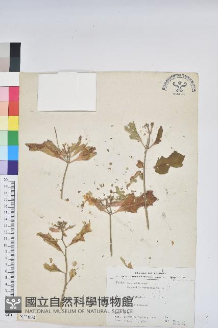 白苞猩猩草藏品圖，第1張